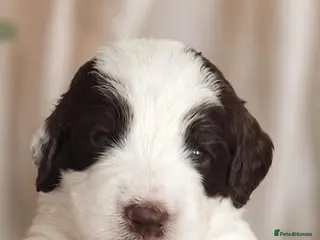 Sproodle dogs Springer Spaniel Miniature Poodle Sproodle Puppies - Advert 2