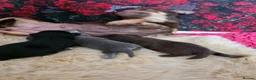 Chihuahua dogs for sale: Stunning tiny toy chihuahua puppy’s  - Advert 5