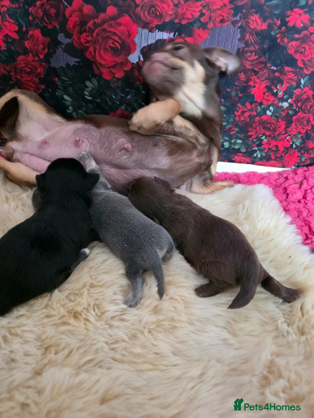 Chihuahua dogs for sale: Stunning tiny toy chihuahua puppy’s  - Advert 5