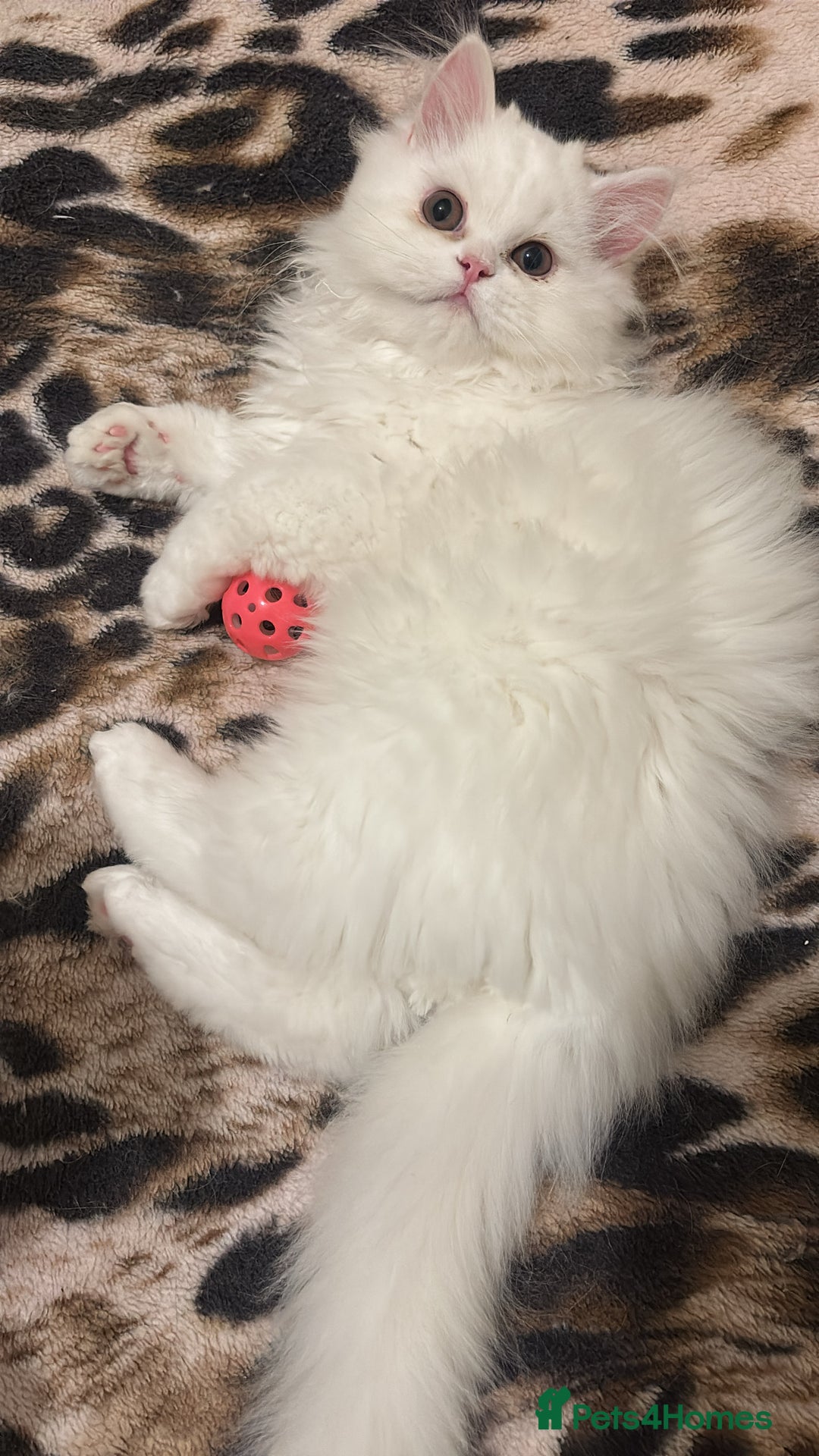 Persian cats for sale: Pure Persian baby's looking lovely home   - Advert 11