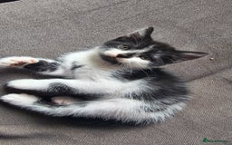 British Shorthair cats for sale: Brittish short hair cross main coon kittens - Image 2
