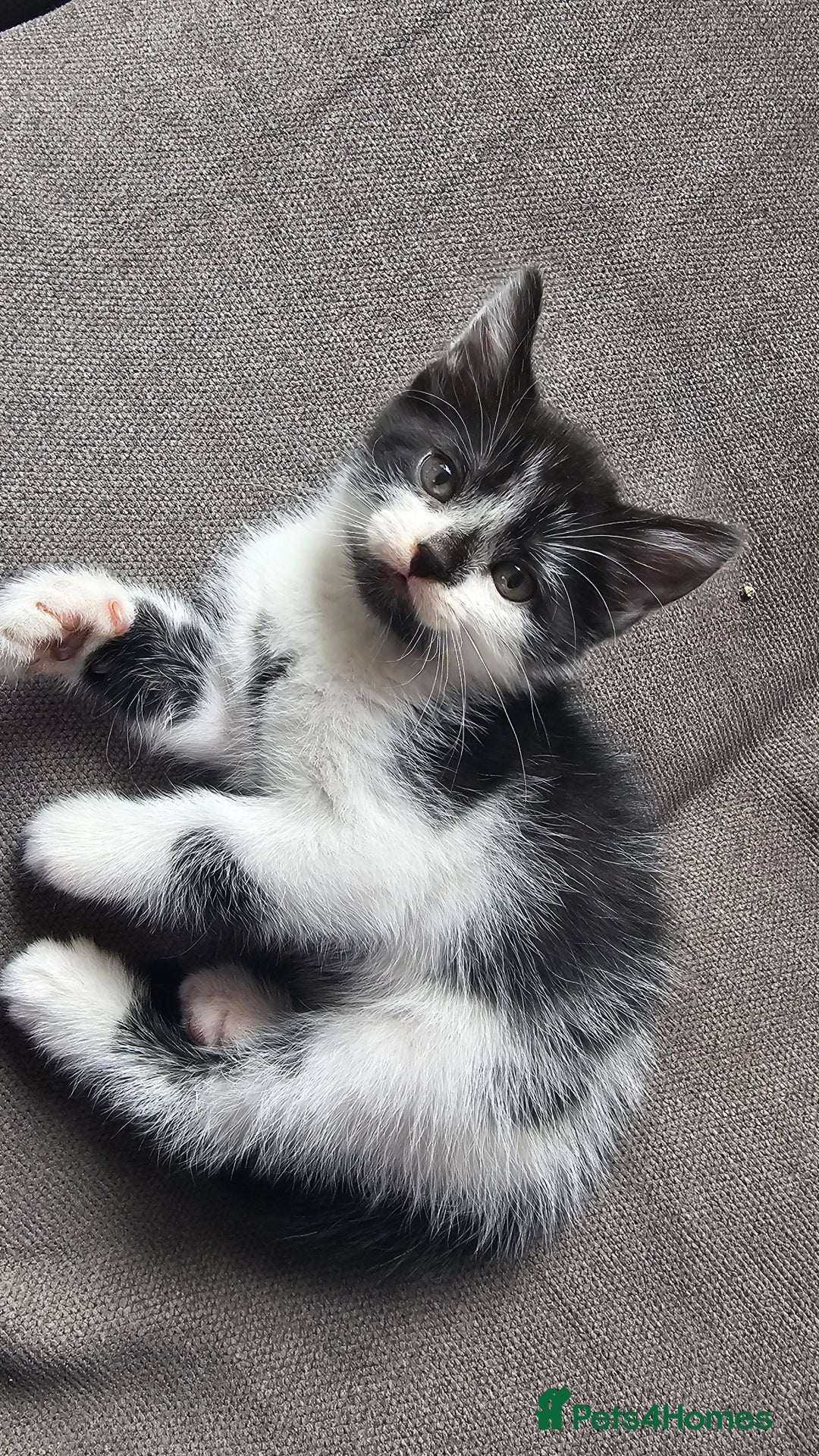 British Shorthair cats for sale: Brittish short hair cross main coon kittens - Image 2