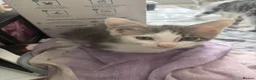 British Longhair cats for sale: 3 gorgeous males - Advert 4