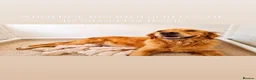 Golden Retriever dogs for stud: CREAM, PROVEN & FULLY DNA CLEAR, ICT 1 & 2 CLEAR - Advert 10
