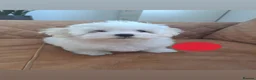 Maltese dogs for sale: 🐾❤️Beautiful Maltese Puppies For Sale❤️🐶 - Advert 17