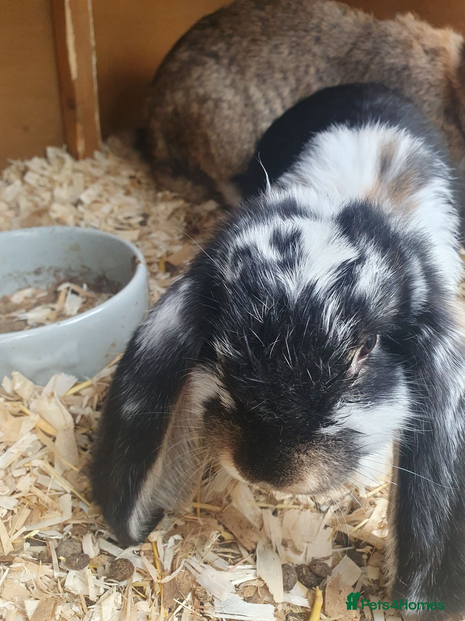 French Lop rabbits Vaccinated Giant French Lop Bucks last 1 - Advert 2
