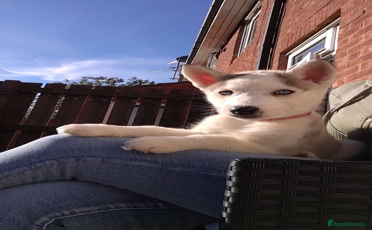 Siberian Husky dogs - Advert 12