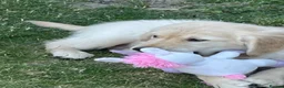 Golden Retriever dogs for sale: 7 Beautiful Golden retriever puppies  - Advert 3