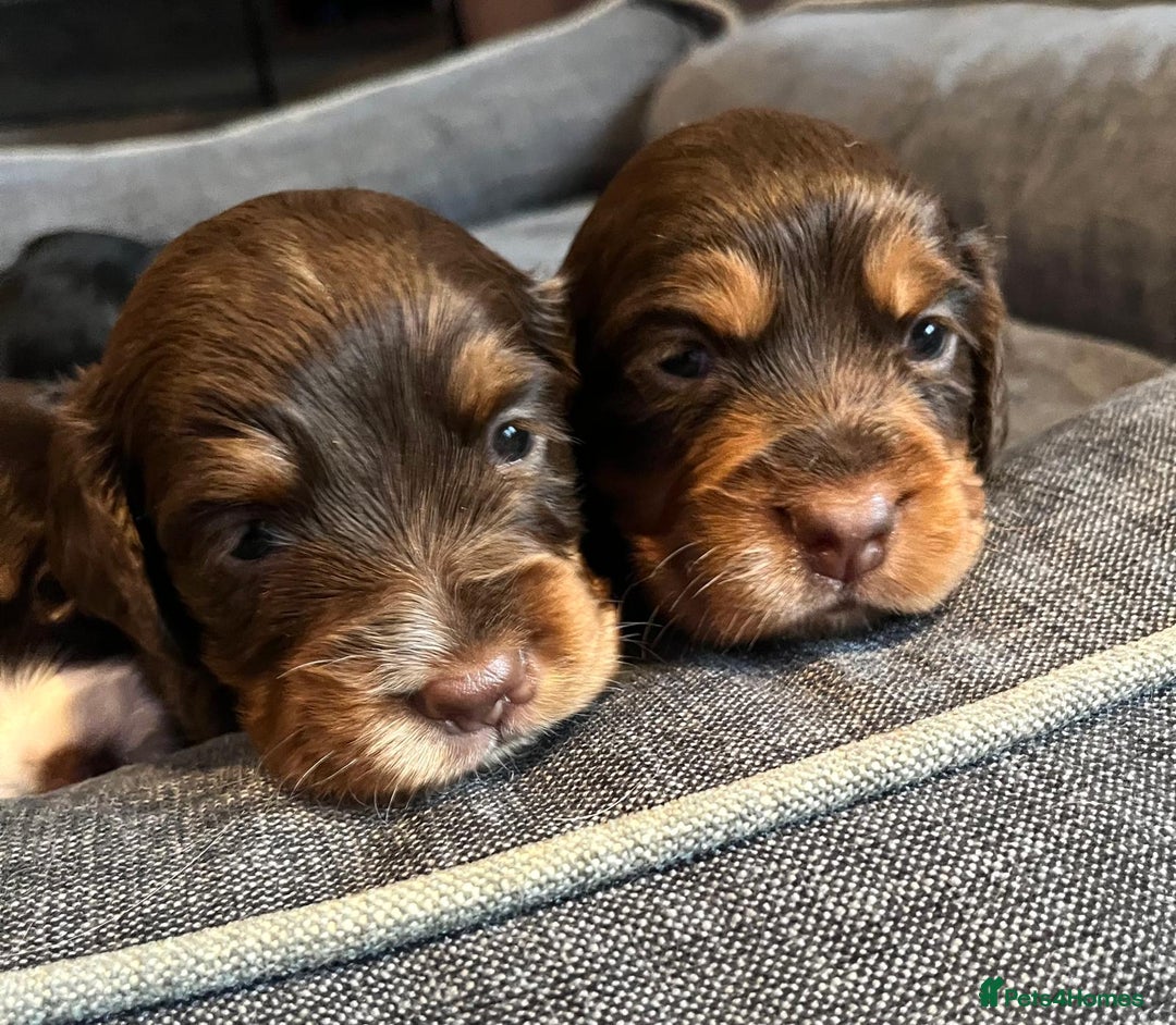 Cocker Spaniel dogs for sale: Extensively Health tested cocker spaniels Puppies  - Advert 2