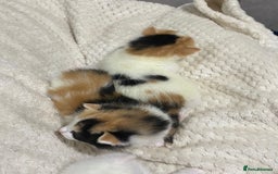 Mixed Breed cats for sale: long haired calico kittens  - Image 6