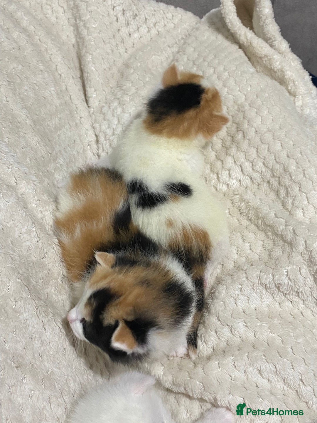Mixed Breed cats for sale: long haired calico kittens  - Image 6