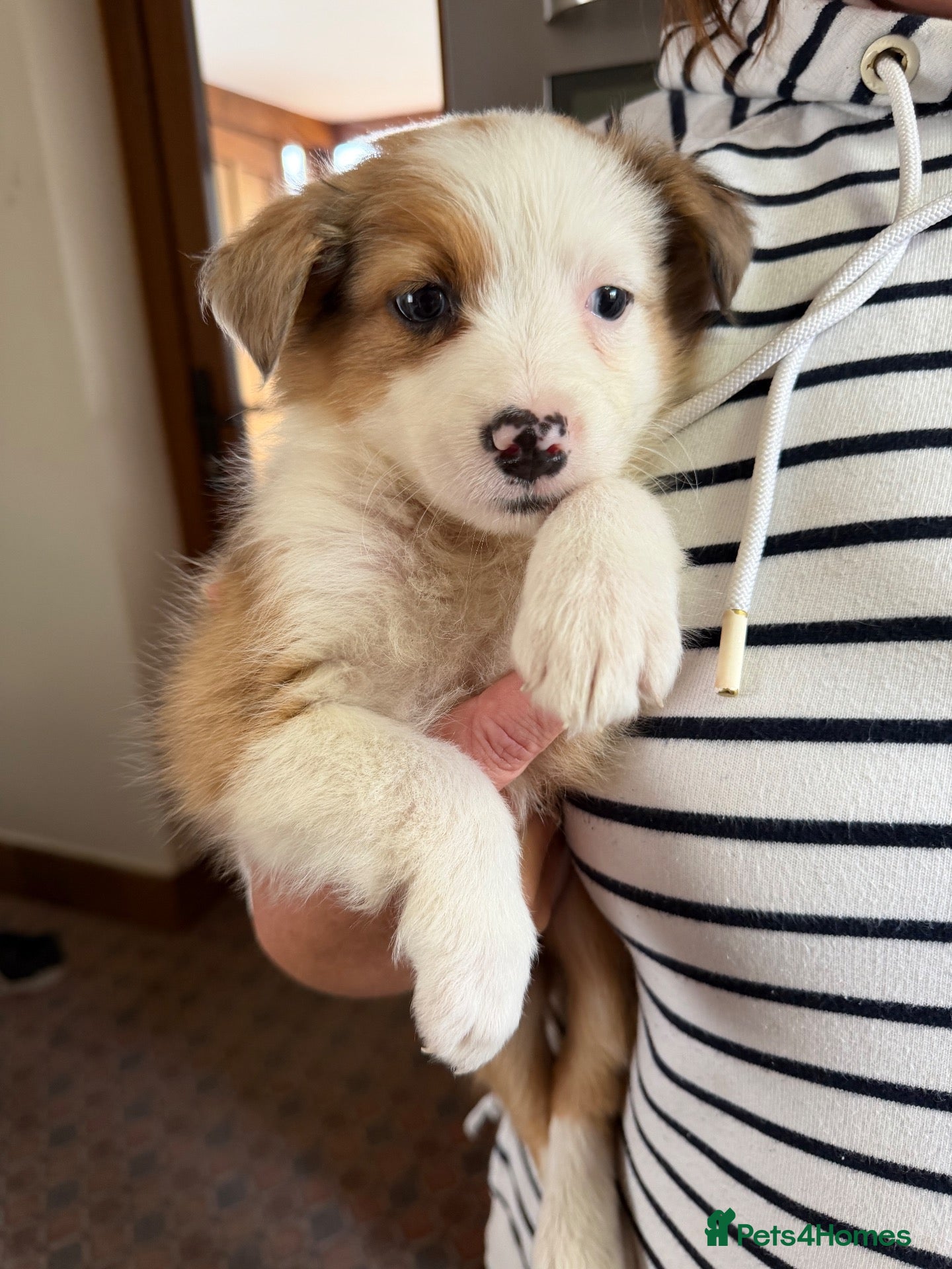 Border Collie dogs Last 2 Beautiful girl Puppies for sale🐾 - Advert 2