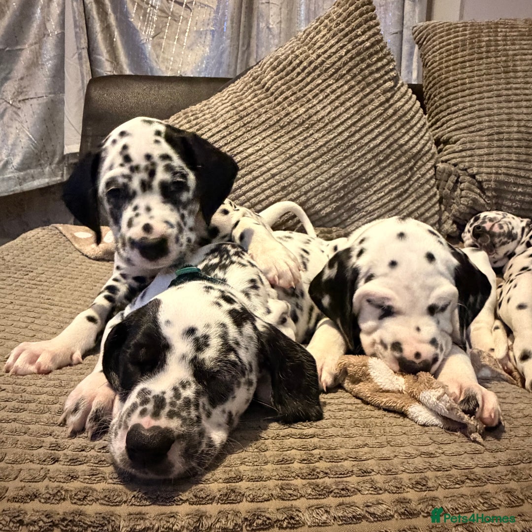 Dalmatian dogs for sale: 🐾 Beautiful Dalmatian Puppies 🐶  - Advert 3