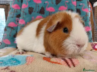Guinea Pig rodents Young Adult Retired Sows DE Self Golden & Teddy - Advert 3