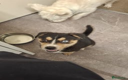 Mixed Breed dogs for sale: "Stormi" female puppy - Image 1