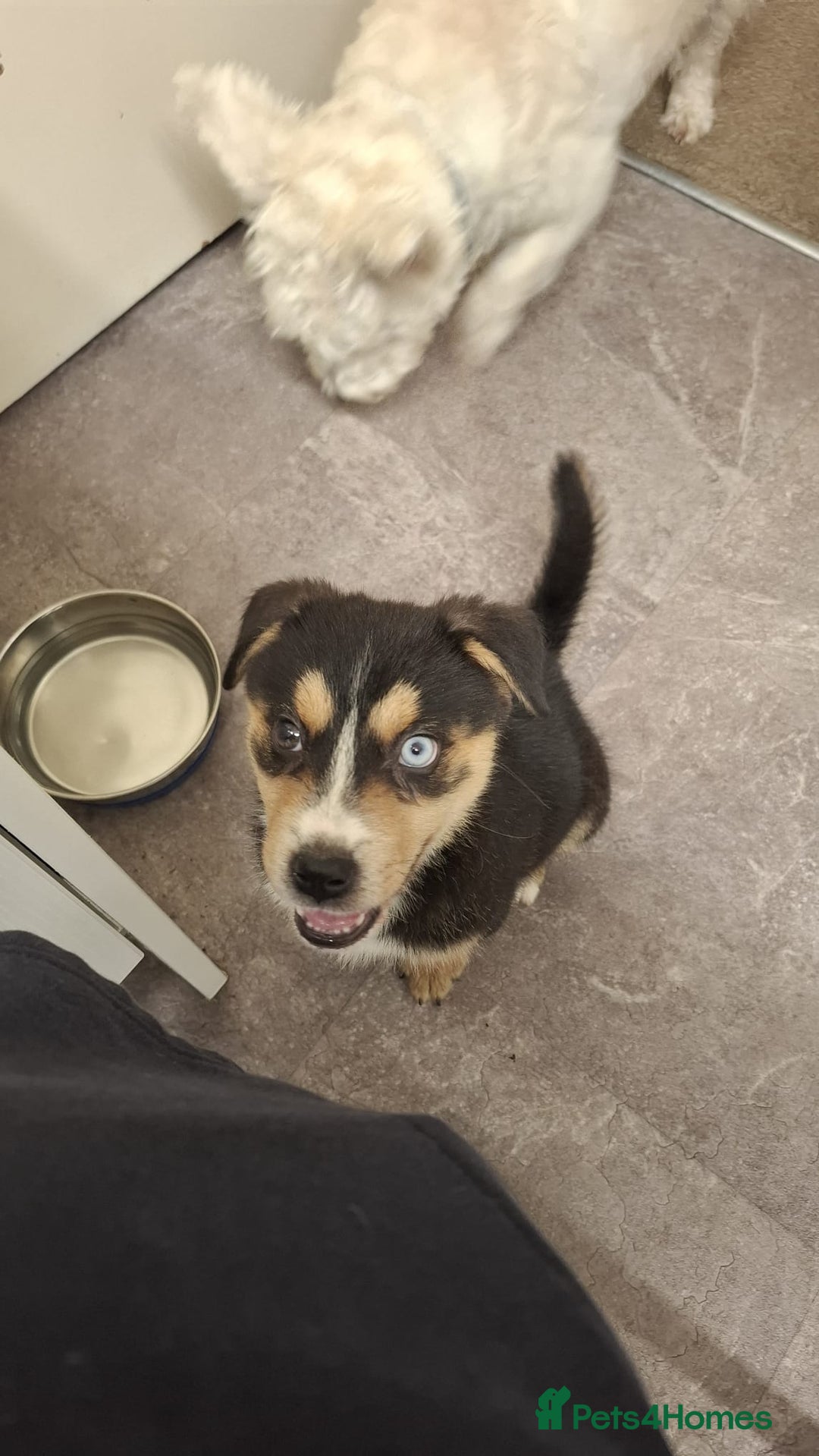Mixed Breed dogs for sale: "Stormi" female puppy - Image 1