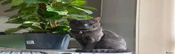 British Shorthair cats for sale: Lovely blue BSH pet for sale  - Advert 2