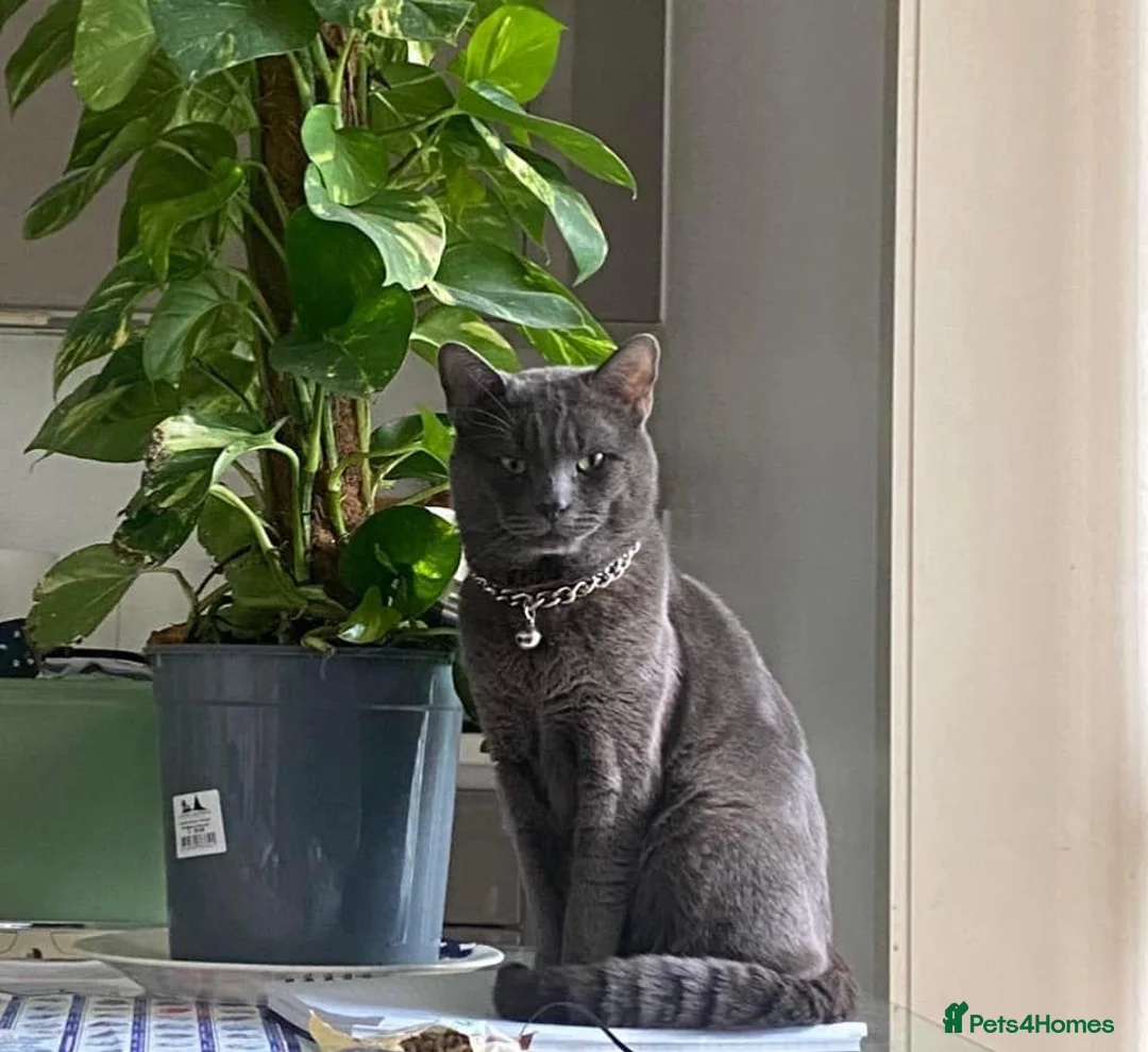 British Shorthair cats for sale: Lovely blue BSH pet for sale  - Advert 2