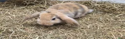 Lionhead rabbits for sale: Gorgeous baby rabbits for sale - Advert 17