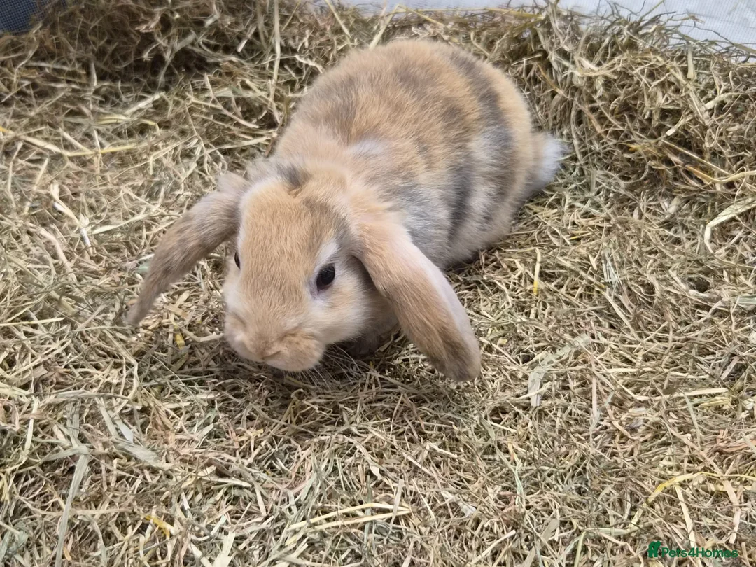 Lionhead rabbits for sale: Gorgeous baby rabbits for sale - Advert 17