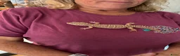 Leopard Gecko reptiles for sale: Leopard gecko with full set up included in photos  in York - Advert 3