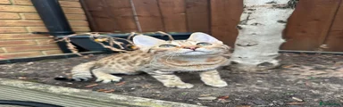 Bengal 3