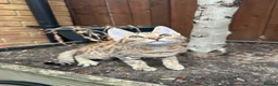 Bengal cats for sale: Bengal kittens  - Advert 7