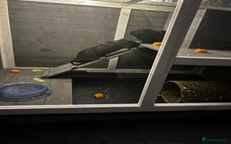 Guinea Pig rodents for sale: Two male guinea pigs  - Image 2