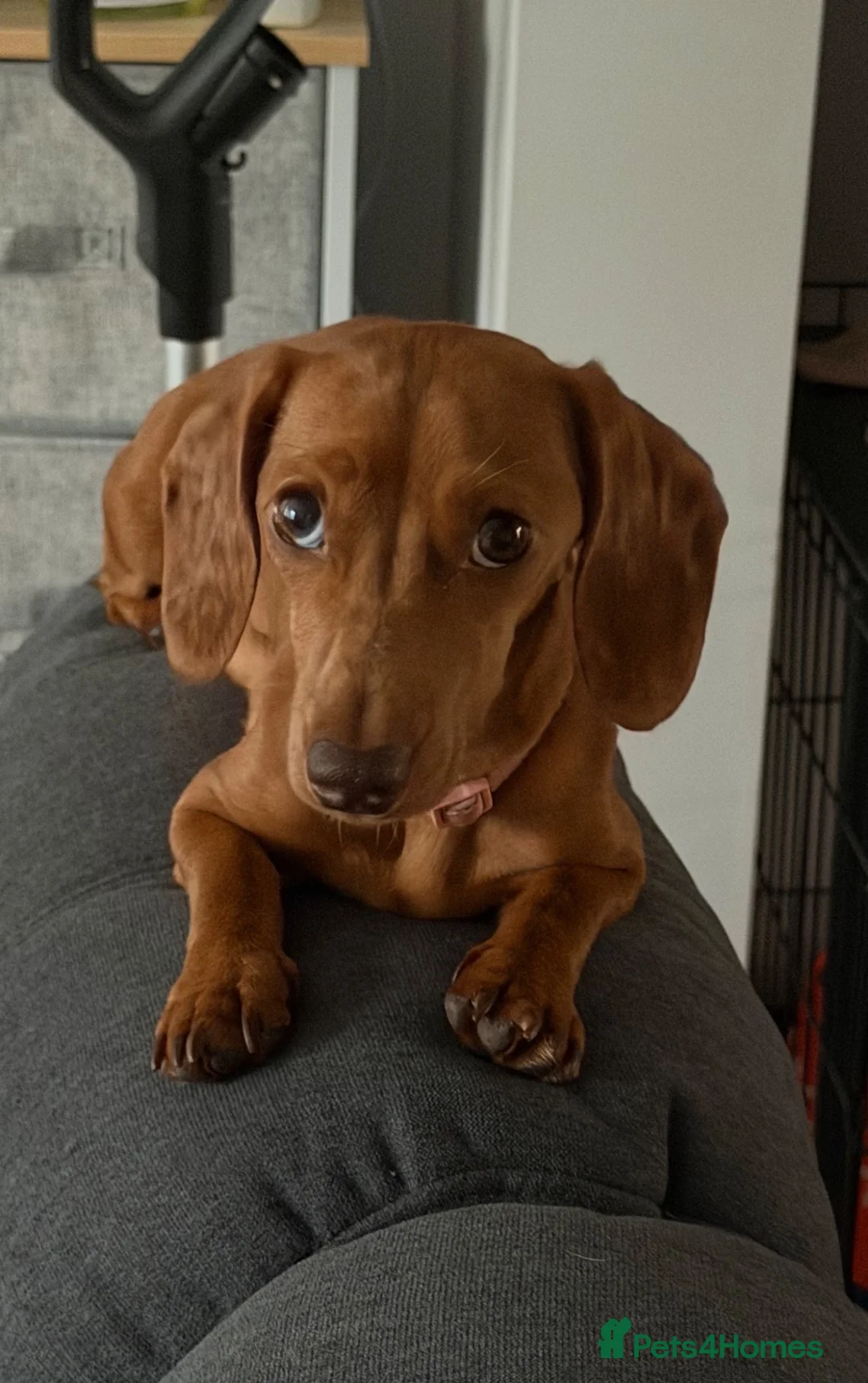 Dachshund dogs for sale: Dachshunds  - Advert 6