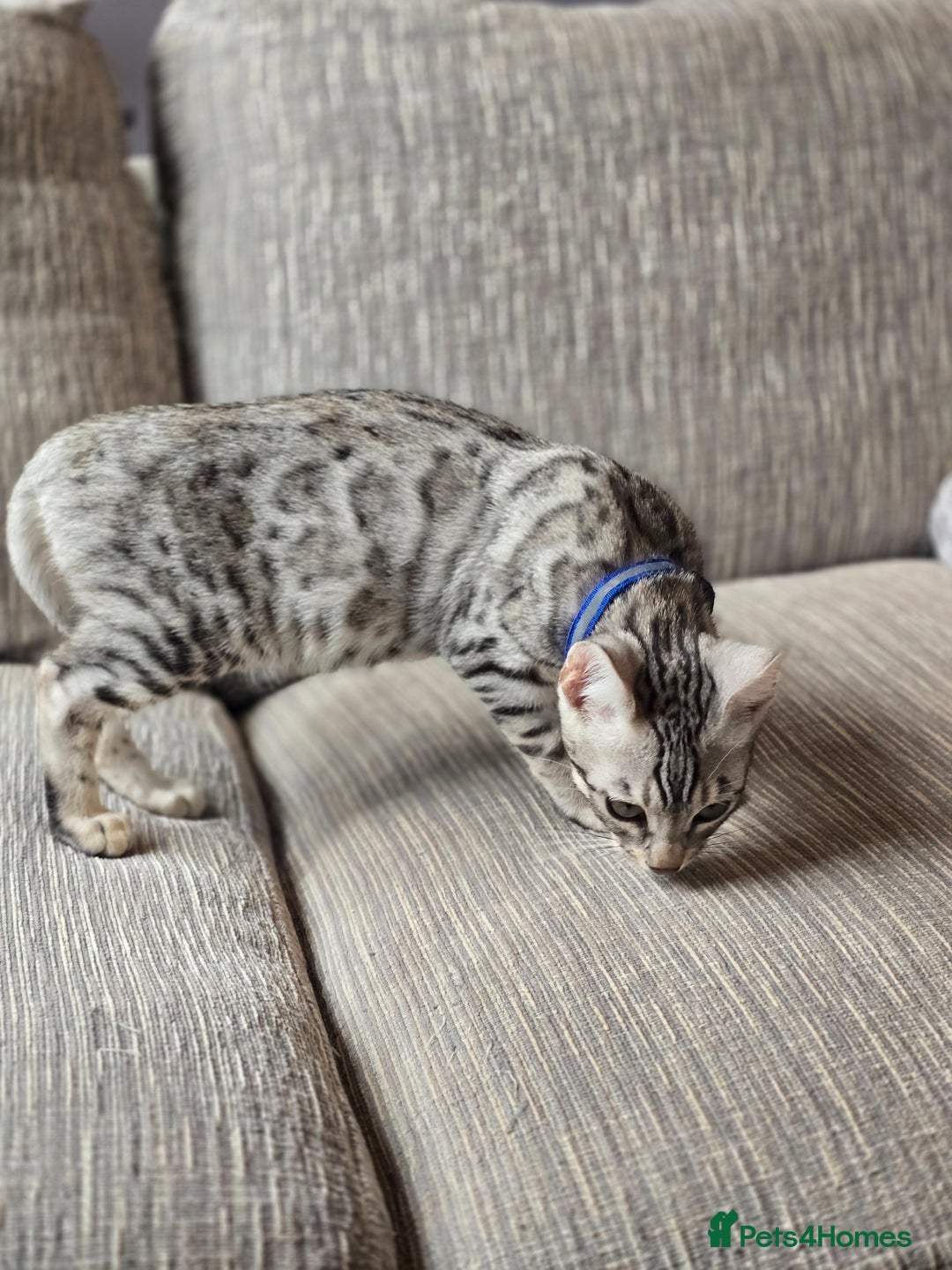 Bengal cats for sale:  Championship Bengal Kittens  - Advert 23