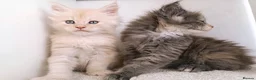 Maine Coon cats for sale: DNA health tested Maine coon kittens  - Advert 10