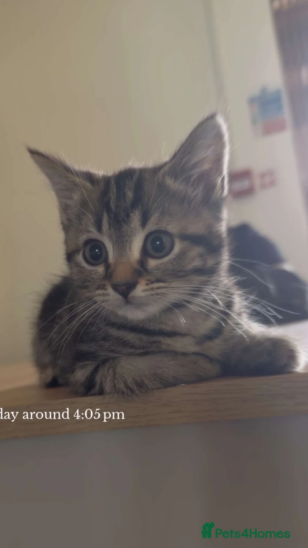 Mixed Breed cats for sale: 11-Week-Old Female Kitten Looking for Loving Home - Advert 1