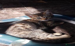 Mixed Breed cats for sale: Lovely Bengal Cross Kittens - Image 1