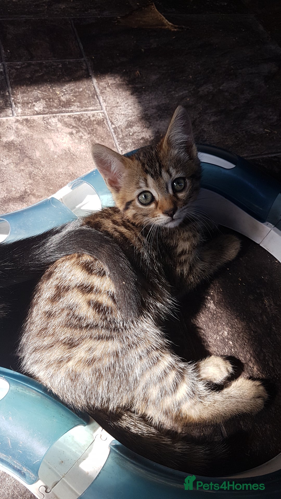 Mixed Breed cats for sale: Lovely Bengal Cross Kittens - Image 1