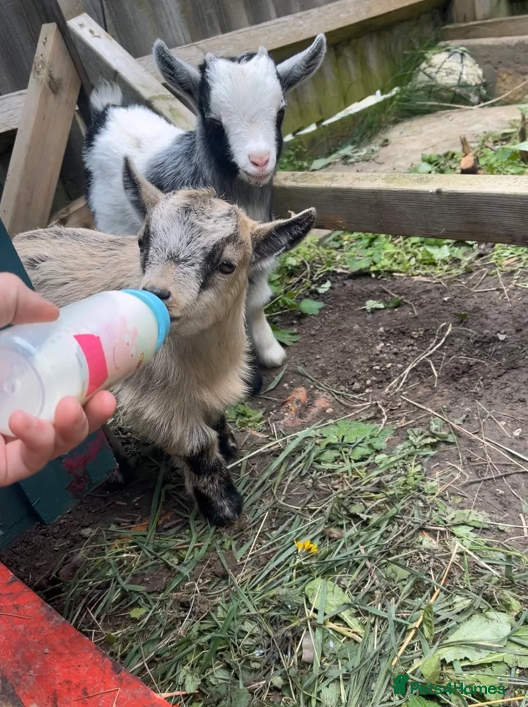 Goats livestock for sale: Pygmy goats  in Wantage - Advert 1