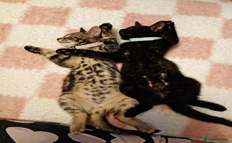 Bengal cats - Advert 11