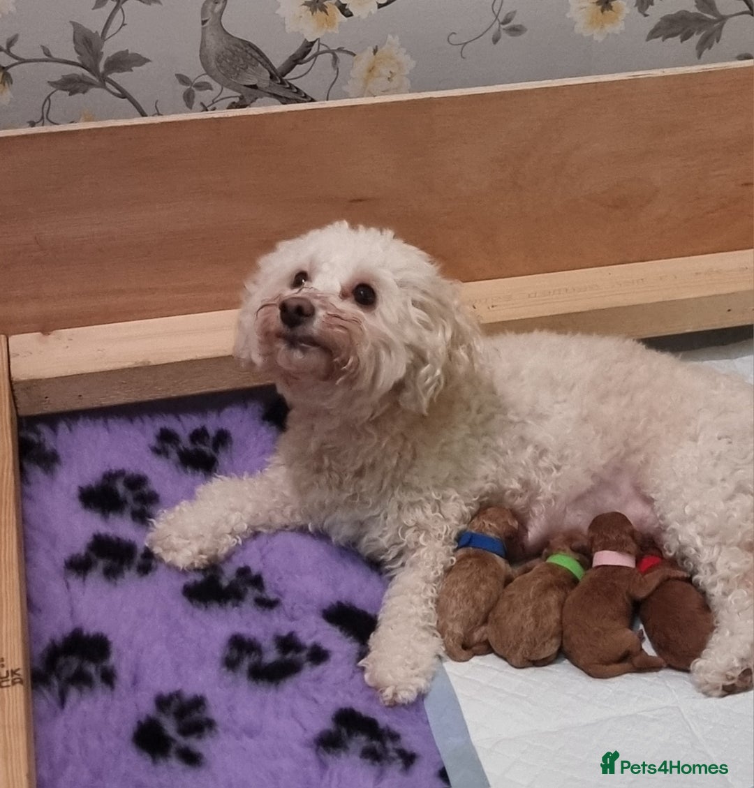 Poochon dogs for sale: Health tested home bred Poochons - Advert 1