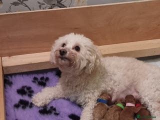 Poochon dogs Health tested home bred Poochons - Advert 2