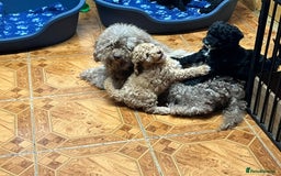 Cockapoo dogs for sale: Beautiful f1b cockapoo puppies  - Image 6