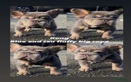 French Bulldog dogs for sale: 2 fluffy French Bulldogs puppies left - Image 13