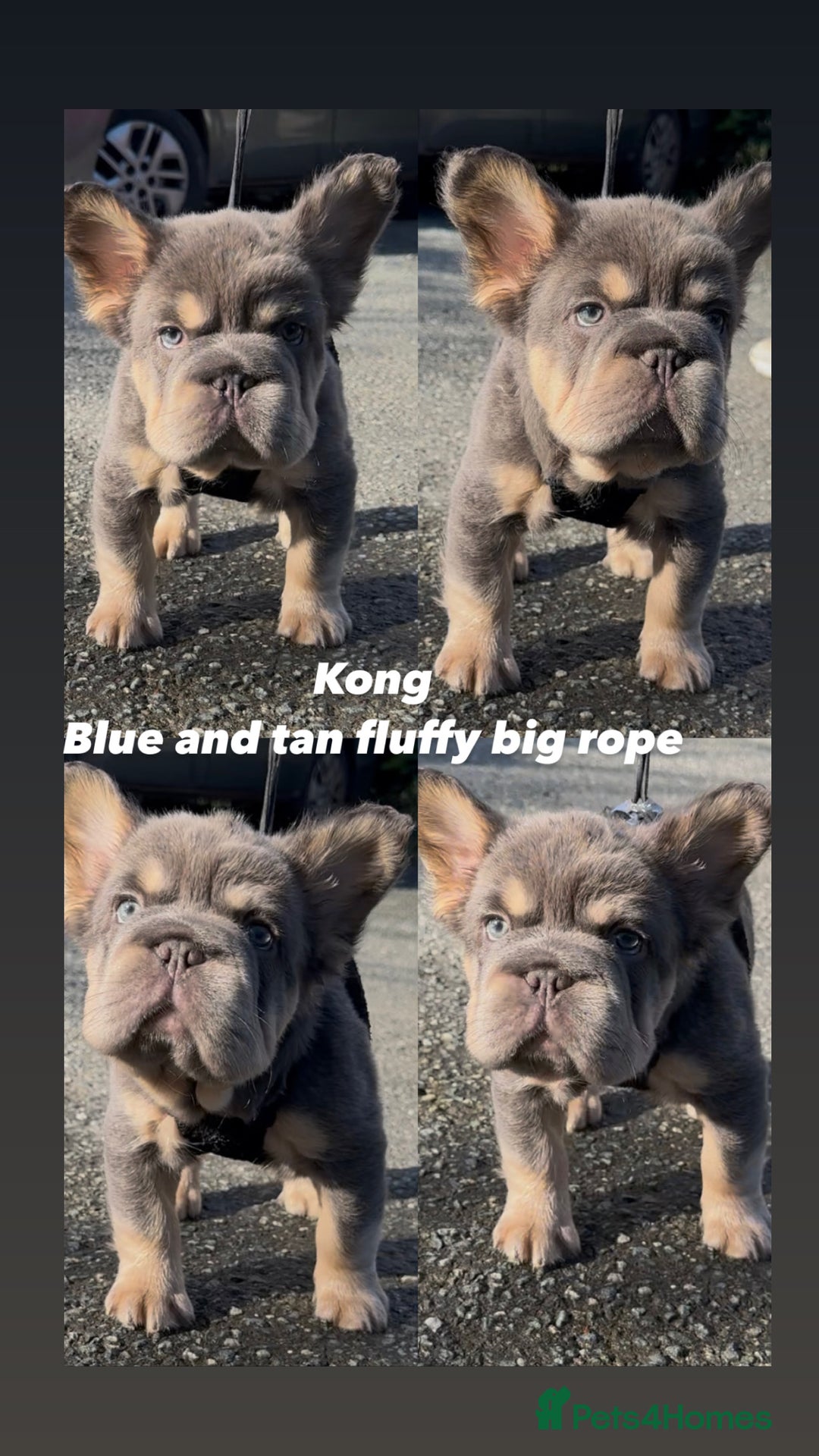 French Bulldog dogs for sale: 2 fluffy French Bulldogs puppies left - Image 13