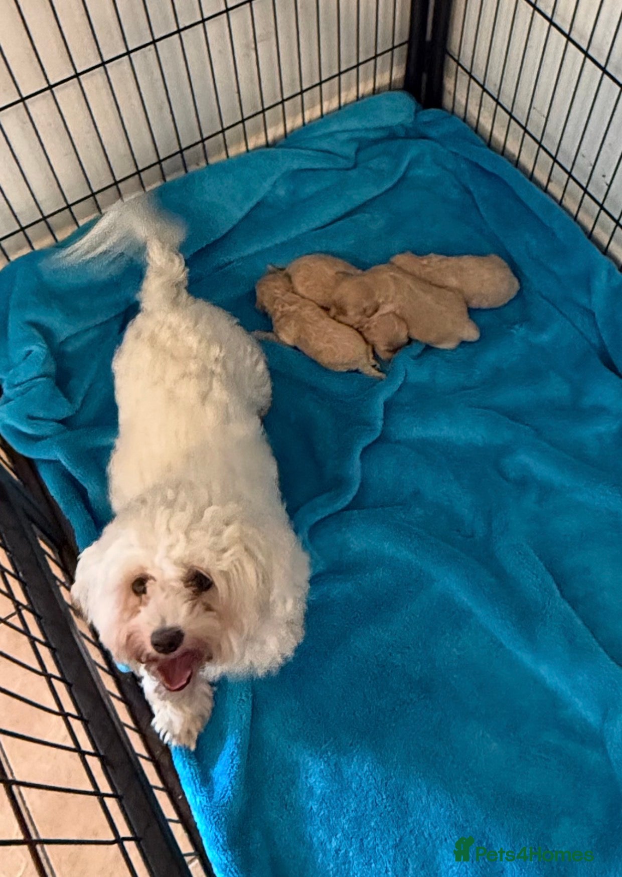Maltipoo dogs for sale: Champagne F1 Maltipoo Puppies  in Chelmsford - Advert 12