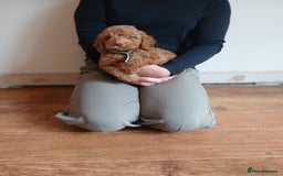 Cockapoo dogs for sale: Cockapoo puppies  - Image 3