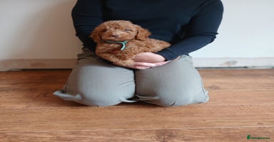 Cockapoo dogs - Advert 3