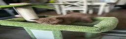 British Shorthair cats for sale: READY: Stunning British shorthair kitten Fawn girl - Advert 3