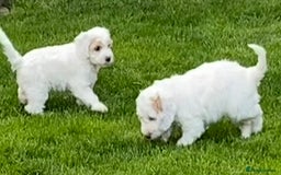 Cockapoo dogs for sale: Beautiful cockapoo puppy’s  - Image 34