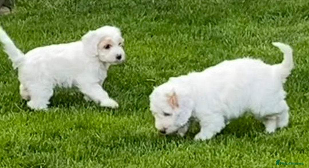 Cockapoo dogs for sale: Beautiful cockapoo puppy’s  - Image 34