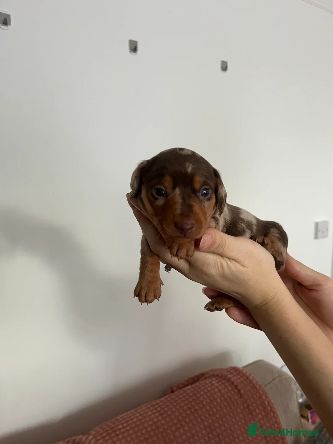 Miniature Dachshund dogs for sale: Miniature dachshund (short haired) - Advert 12