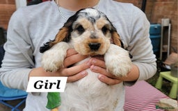 Cocker Spaniel dogs for sale:  LAST GIRL❗️ Blue Roan Tan Cocker Sp– KC bloodline - Image 34