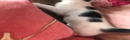 Domestic Shorthair cats for sale: Black and white domestic short hair boy kittens in Buxton - Advert 8